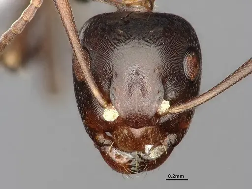 Camponotus essigi specimen CASENT0882564 image casent0882564_2