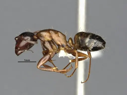 Camponotus essigi specimen CASENT0882564 image casent0882564_3
