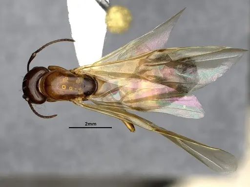 Camponotus essigi specimen CASENT4031395 image casent4031395_1