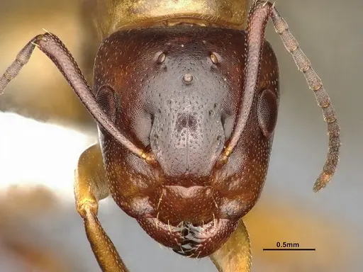 Camponotus essigi specimen CASENT4031395 image casent4031395_2