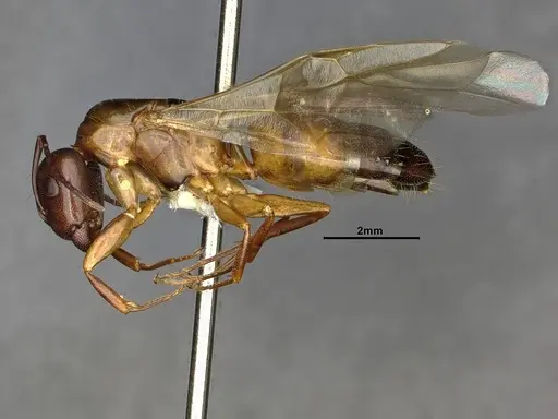 Camponotus essigi specimen CASENT4031395 image casent4031395_3