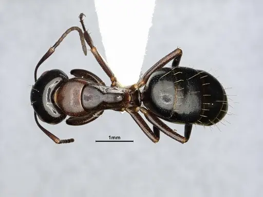 Camponotus essigi specimen CASENT4031636 image casent4031636_1