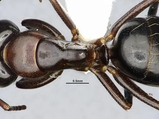 Camponotus essigi specimen CASENT4031636 image casent4031636_2