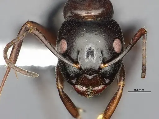 Camponotus essigi specimen CASENT4031636 image casent4031636_3