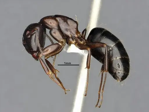 Camponotus essigi specimen CASENT4031636 image casent4031636_4