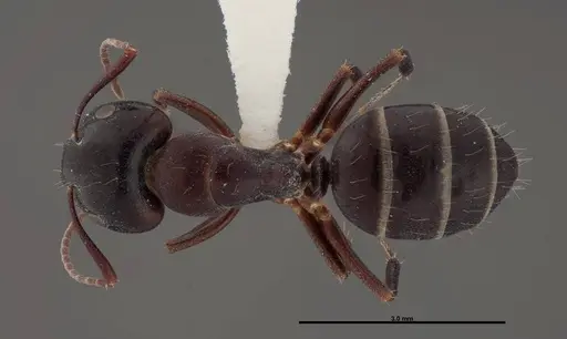 Camponotus essigi specimen FMNHINS0000062696 image fmnhins0000062696_1