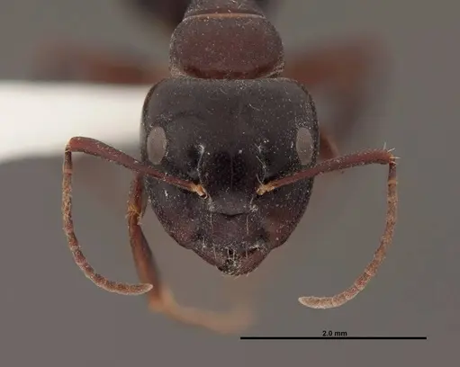 Camponotus essigi specimen FMNHINS0000062696 image fmnhins0000062696_2