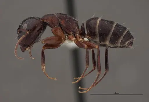 Camponotus essigi specimen FMNHINS0000062696 image fmnhins0000062696_3