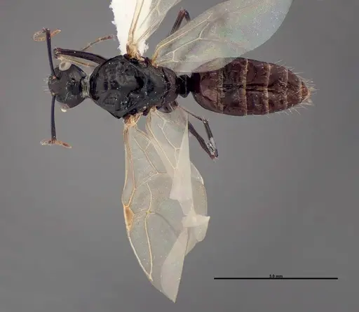 Camponotus essigi specimen FMNHINS0000083059 image fmnhins0000083059_1