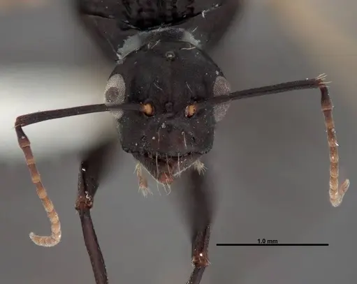 Camponotus essigi specimen FMNHINS0000083059 image fmnhins0000083059_2