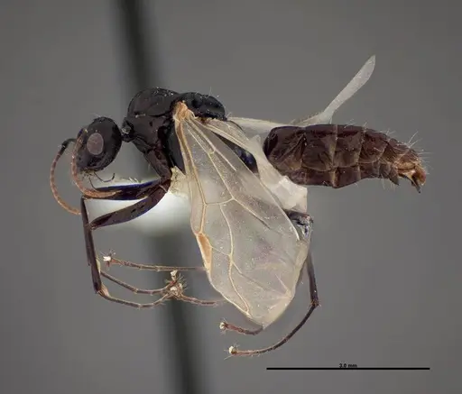Camponotus essigi specimen FMNHINS0000083059 image fmnhins0000083059_3