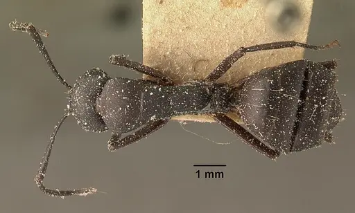 Camponotus ethicus specimen CASENT0101176 image casent0101176_1