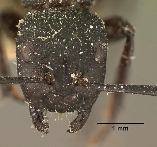 Camponotus ethicus specimen CASENT0101176 image casent0101176_2