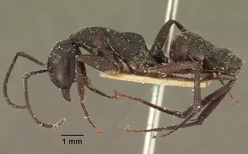 Camponotus ethicus specimen CASENT0101176 image casent0101176_3