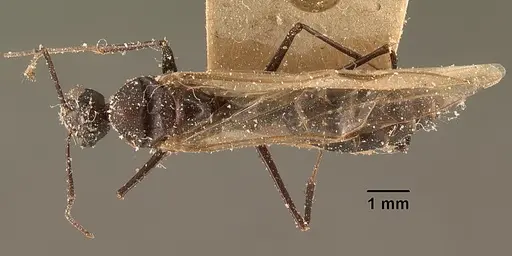 Camponotus ethicus specimen CASENT0101177 image casent0101177_1