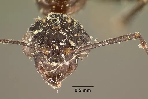 Camponotus ethicus specimen CASENT0101177 image casent0101177_2