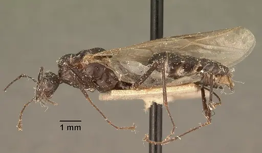 Camponotus ethicus specimen CASENT0101177 image casent0101177_3