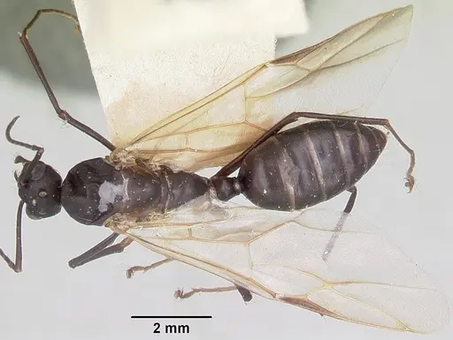 Camponotus ethicus specimen CASENT0101387 image casent0101387_1