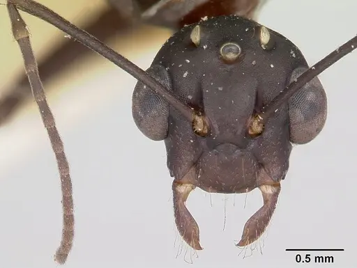 Camponotus ethicus specimen CASENT0101387 image casent0101387_2