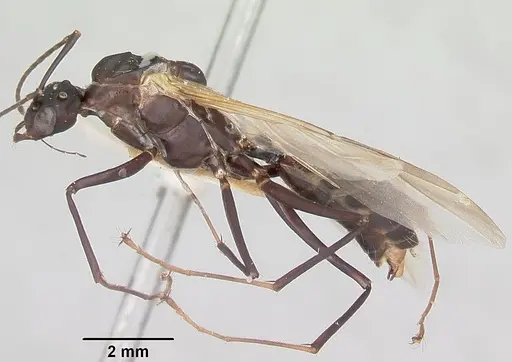 Camponotus ethicus specimen CASENT0101387 image casent0101387_3