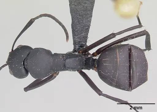 Camponotus ethicus specimen CASENT0101388 image casent0101388_1