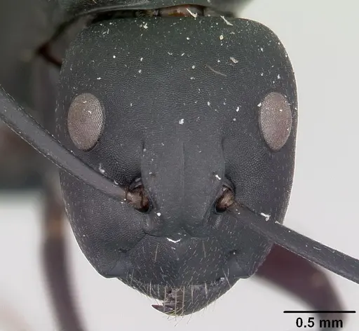 Camponotus ethicus specimen CASENT0101388 image casent0101388_2