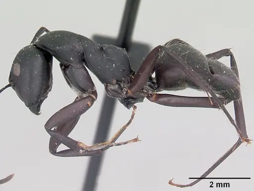 Camponotus ethicus specimen CASENT0101388 image casent0101388_3
