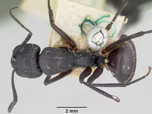 Camponotus ethicus specimen CASENT0101389 image casent0101389_1