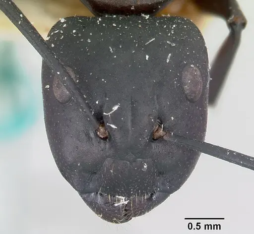 Camponotus ethicus specimen CASENT0101389 image casent0101389_2