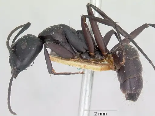 Camponotus ethicus specimen CASENT0101389 image casent0101389_3