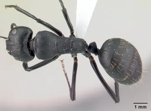 Camponotus ethicus specimen CASENT0409948 image casent0409948_1