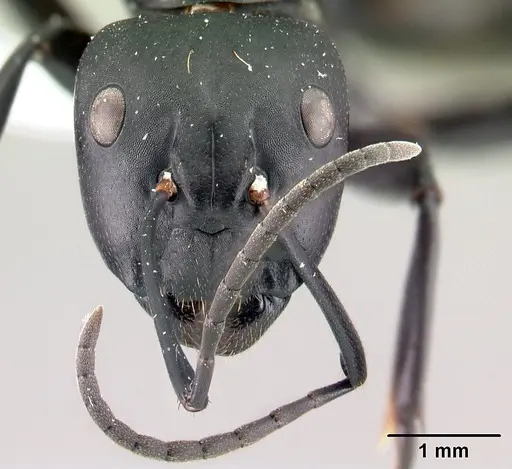 Camponotus ethicus specimen CASENT0409948 image casent0409948_2