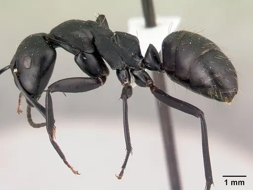 Camponotus ethicus specimen CASENT0409948 image casent0409948_3