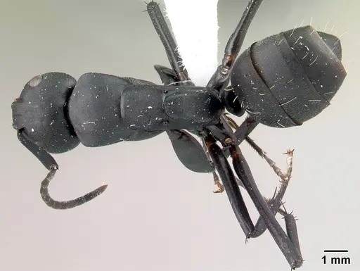 Camponotus ethicus specimen CASENT0409949 image casent0409949_1