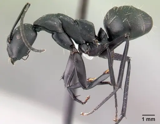 Camponotus ethicus specimen CASENT0409949 image casent0409949_3