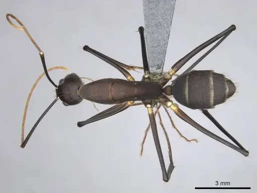 Camponotus etiolipes specimen CASENT0814703 image casent0814703_1