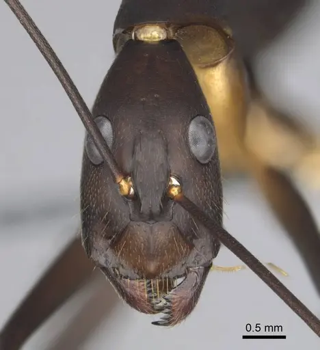 Camponotus etiolipes specimen CASENT0814703 image casent0814703_2