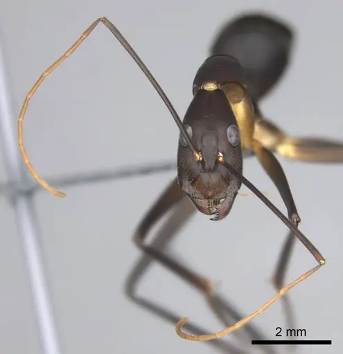Camponotus etiolipes specimen CASENT0814703 image casent0814703_3