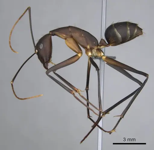 Camponotus etiolipes specimen CASENT0814703 image casent0814703_4