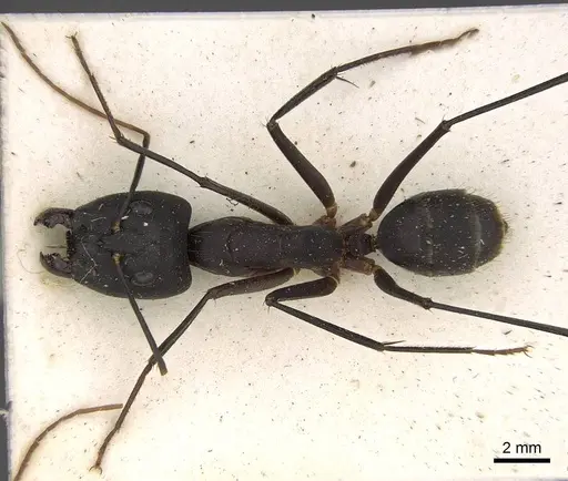 Camponotus etiolipes specimen CASENT0906922 image casent0906922_1