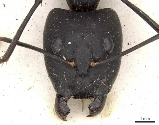 Camponotus etiolipes specimen CASENT0906922 image casent0906922_2
