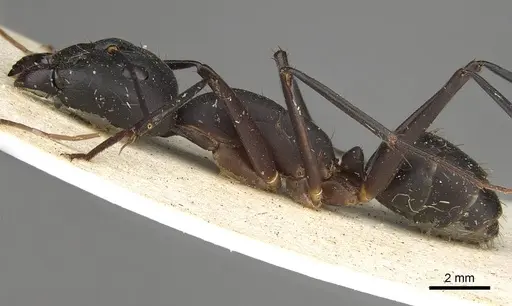Camponotus etiolipes specimen CASENT0906922 image casent0906922_3