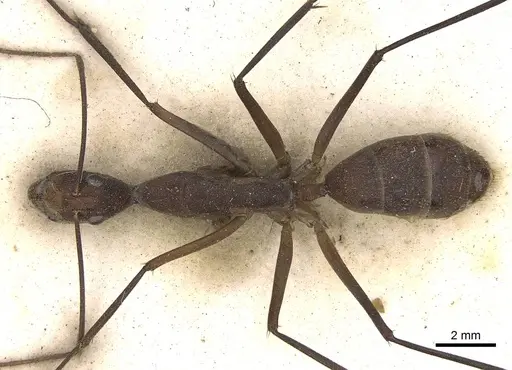 Camponotus etiolipes specimen CASENT0906923 image casent0906923_1