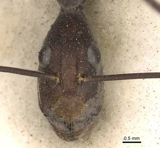 Camponotus etiolipes specimen CASENT0906923 image casent0906923_2