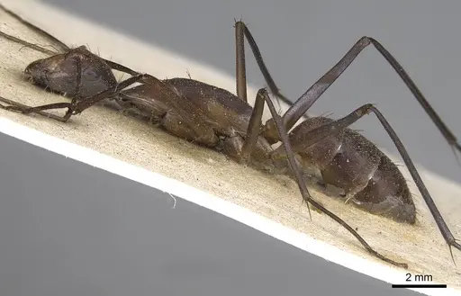 Camponotus etiolipes specimen CASENT0906923 image casent0906923_3