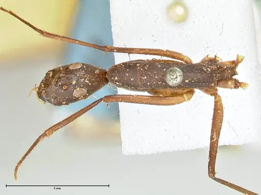 Camponotus etiolipes specimen FOCOL2372 image focol2372_1