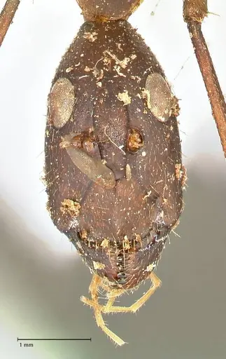 Camponotus etiolipes specimen FOCOL2372 image focol2372_2