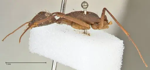 Camponotus etiolipes specimen FOCOL2372 image focol2372_3