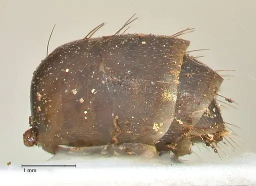 Camponotus etiolipes specimen FOCOL2372 image focol2372_4