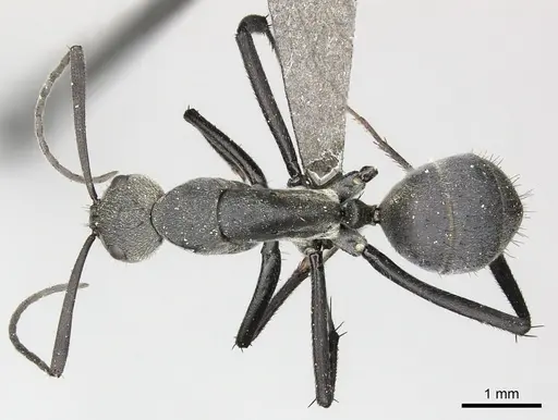 Camponotus eugeniae specimen CASENT0235833 image casent0235833_1